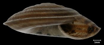 Media type: image;   Malacology 73674 Aspect: apertural